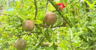 দিনাজপুরে আনার চাষে সফল দুই উদ্যোক্তা